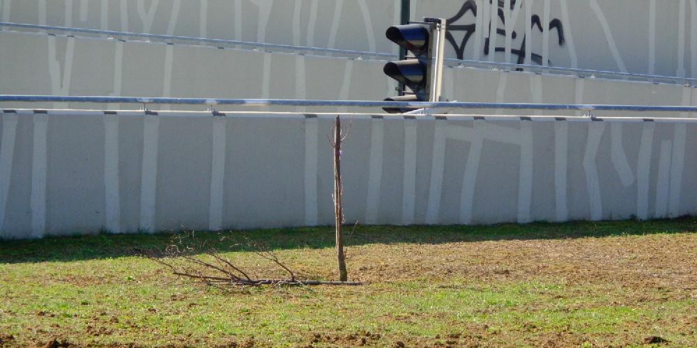 Rongálás zöldfelületen