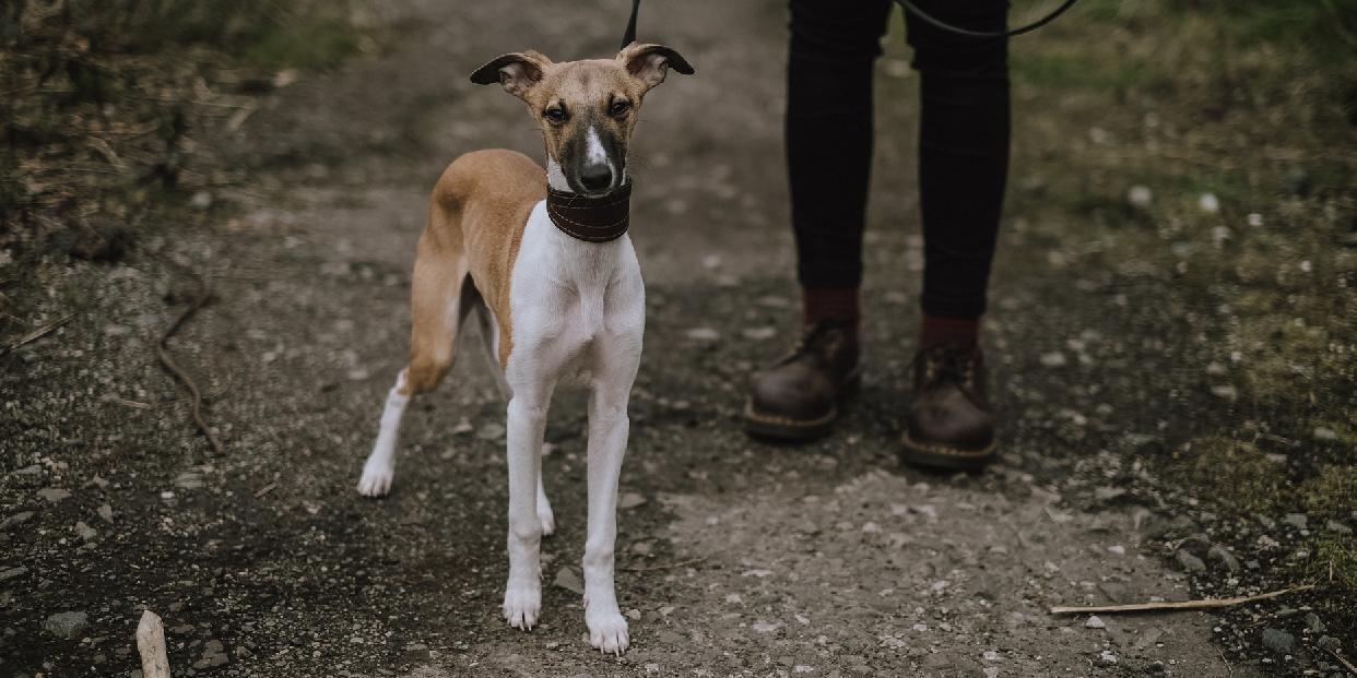 Kutyasétáltatás szabályai a közterületeken