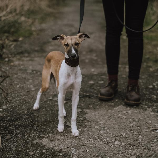 Kutyasétáltatás szabályai a közterületeken